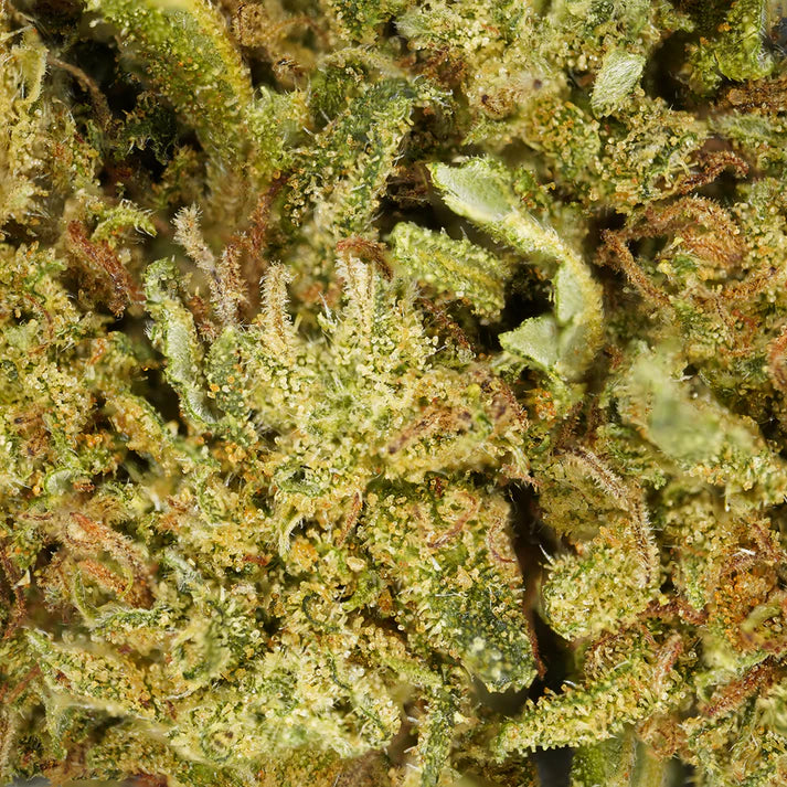 Cookie Kush (Intérieur)