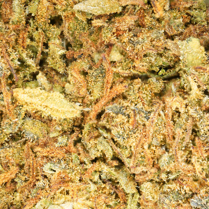 Jack Herer (sous serre)